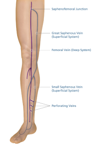 Veins-Perforating-Great Saphenous Veins-Small Saphenous Veins